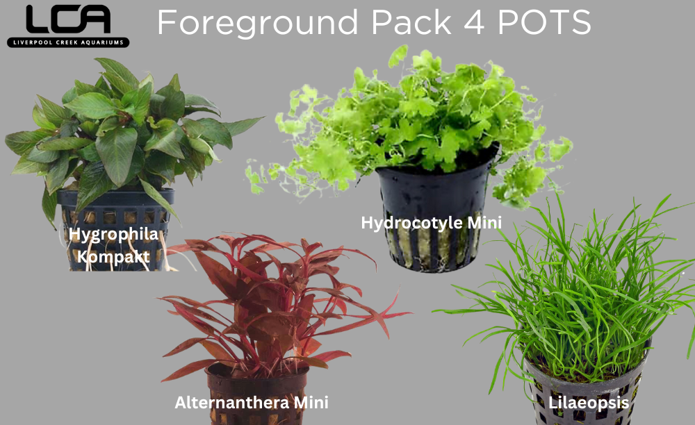 Foreground Pack 4 Pots