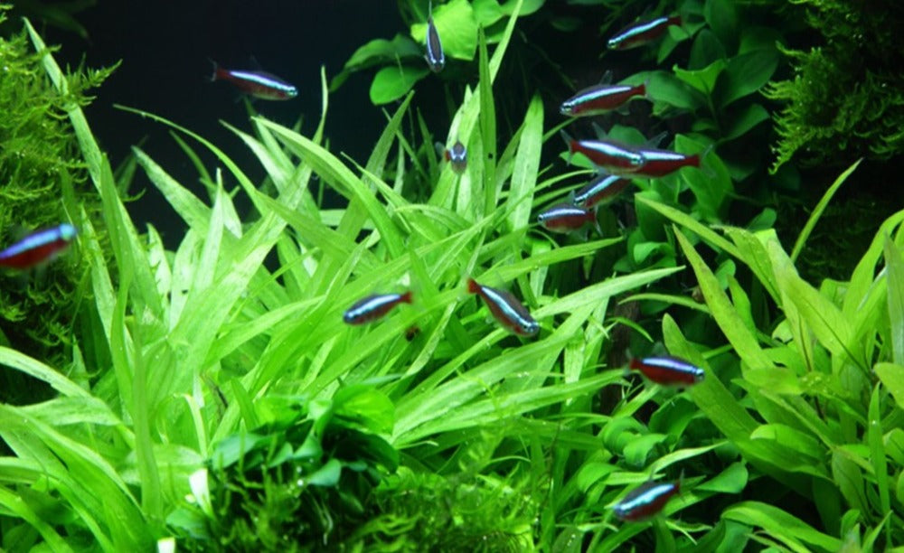 LCA Liverpool Creek Aquariums Helanthium bolivianum  'Quadricostatus' aquarium plant