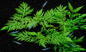 Hygrophila "Lower Hlaingbwe"