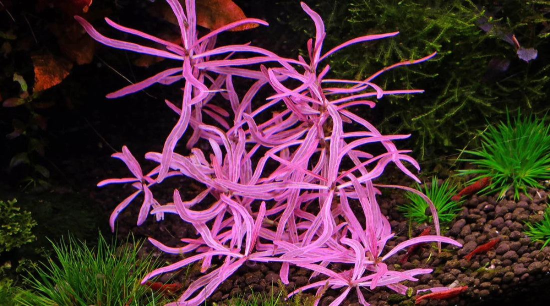 Hygrophila sp 'Chai' ( SUPER RARE )