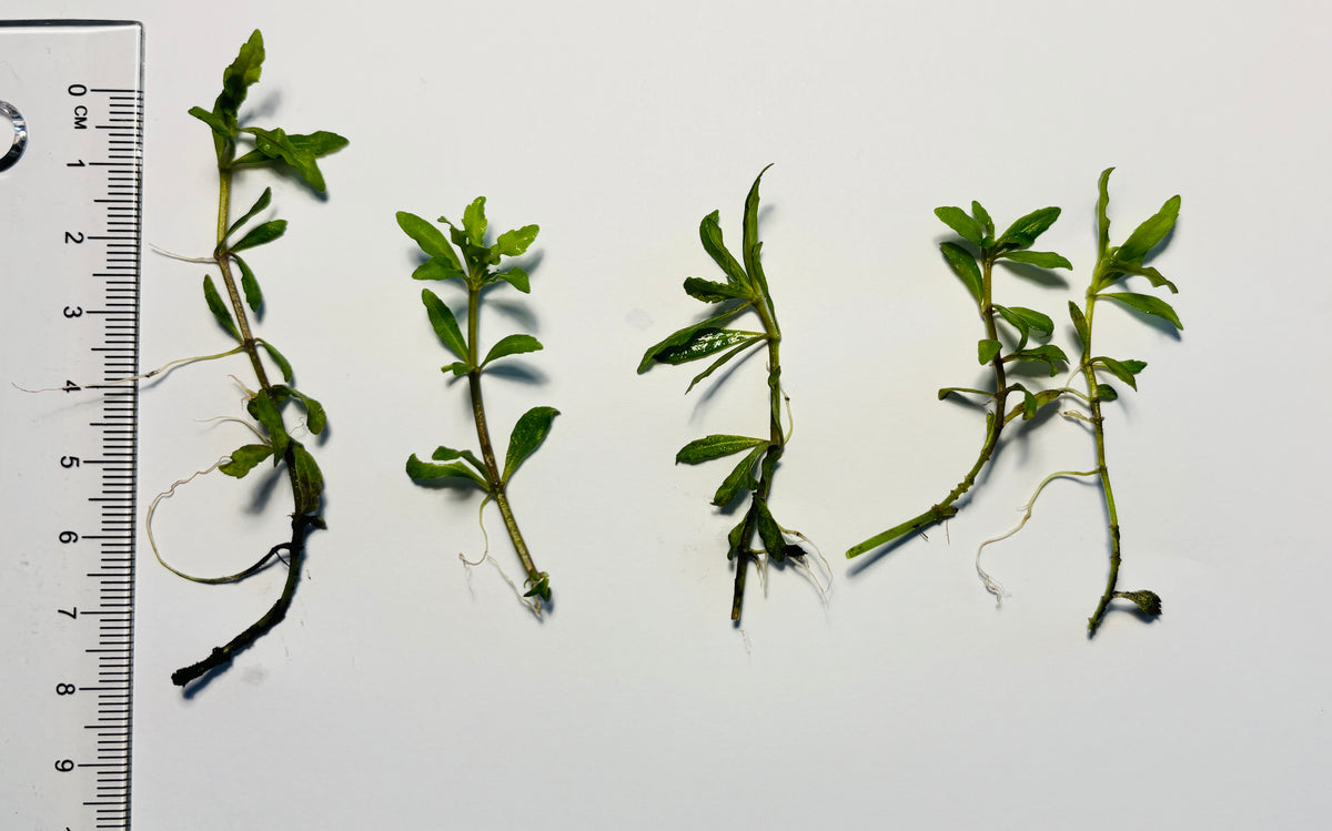 Pogostemon helferi - Stems