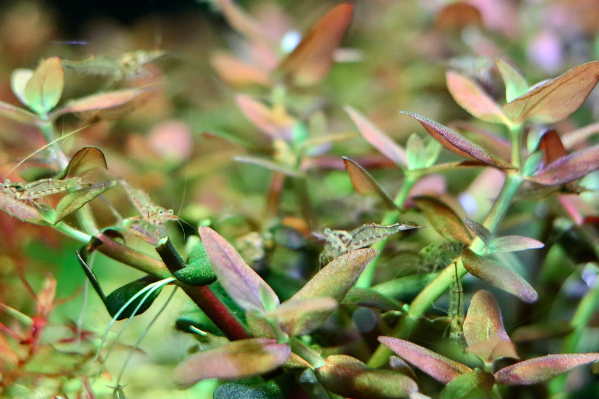 NQ Algae Shrimp (Caridina longirostris)