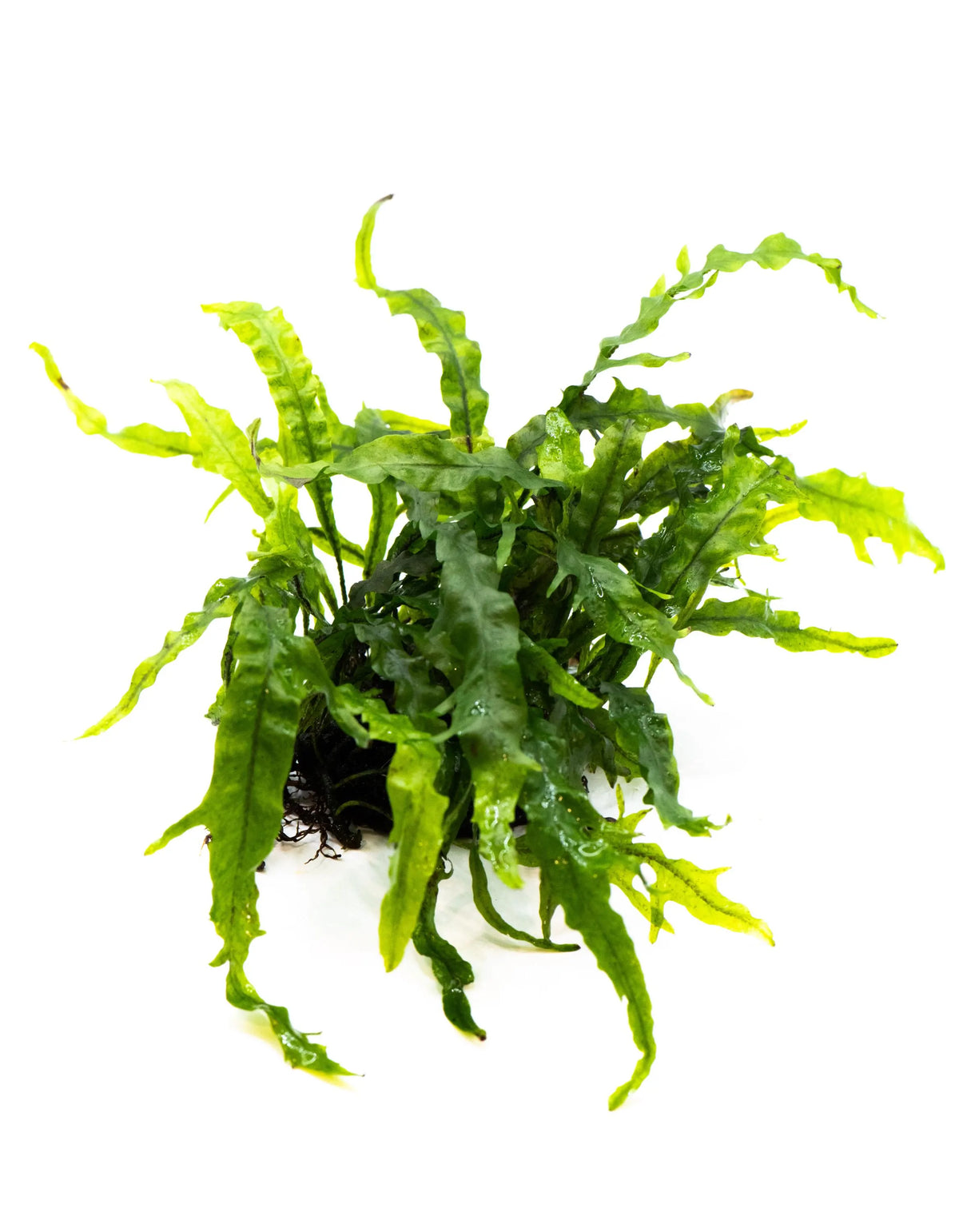Java Fern 'Fork Leaf'   RARE