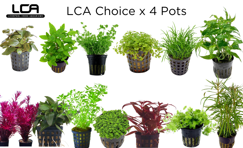 LCA Choice 4 Pot Pack