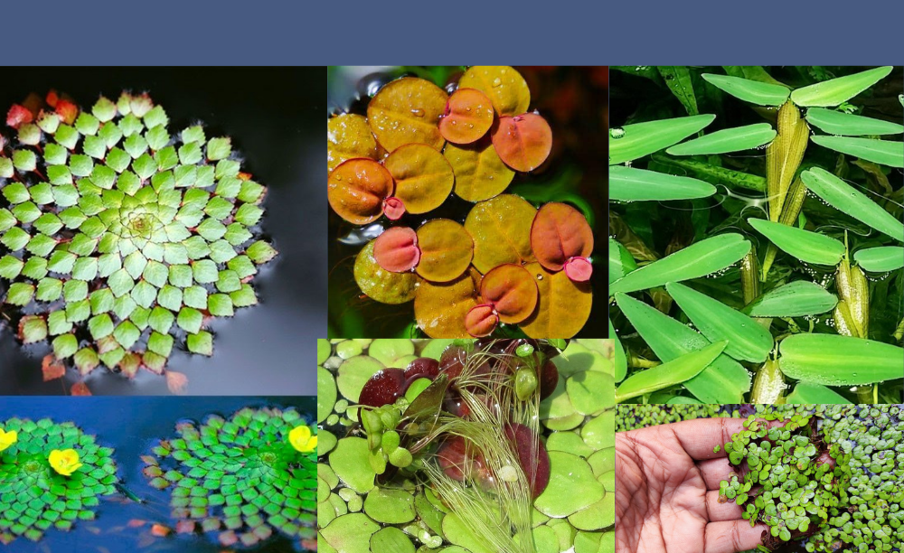 Algae Control Pack 4 Varieties