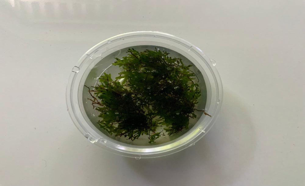 Clear container with green aquatic plants on a white background