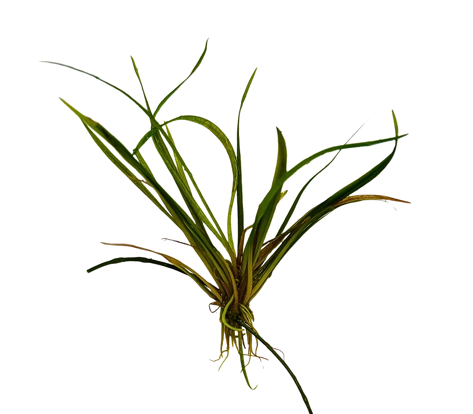 LCA Liverpool Creek Aquariums Helanthium tenellum "Micro" aquarium plant
