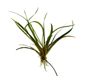 A live aquatic plant with long, slender green leaves and a cluster of fine roots at the base, isolated on a solid white background.