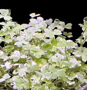 Hydrocotyle tripartita ‘Mini Variegated’ – NEW/ RARE