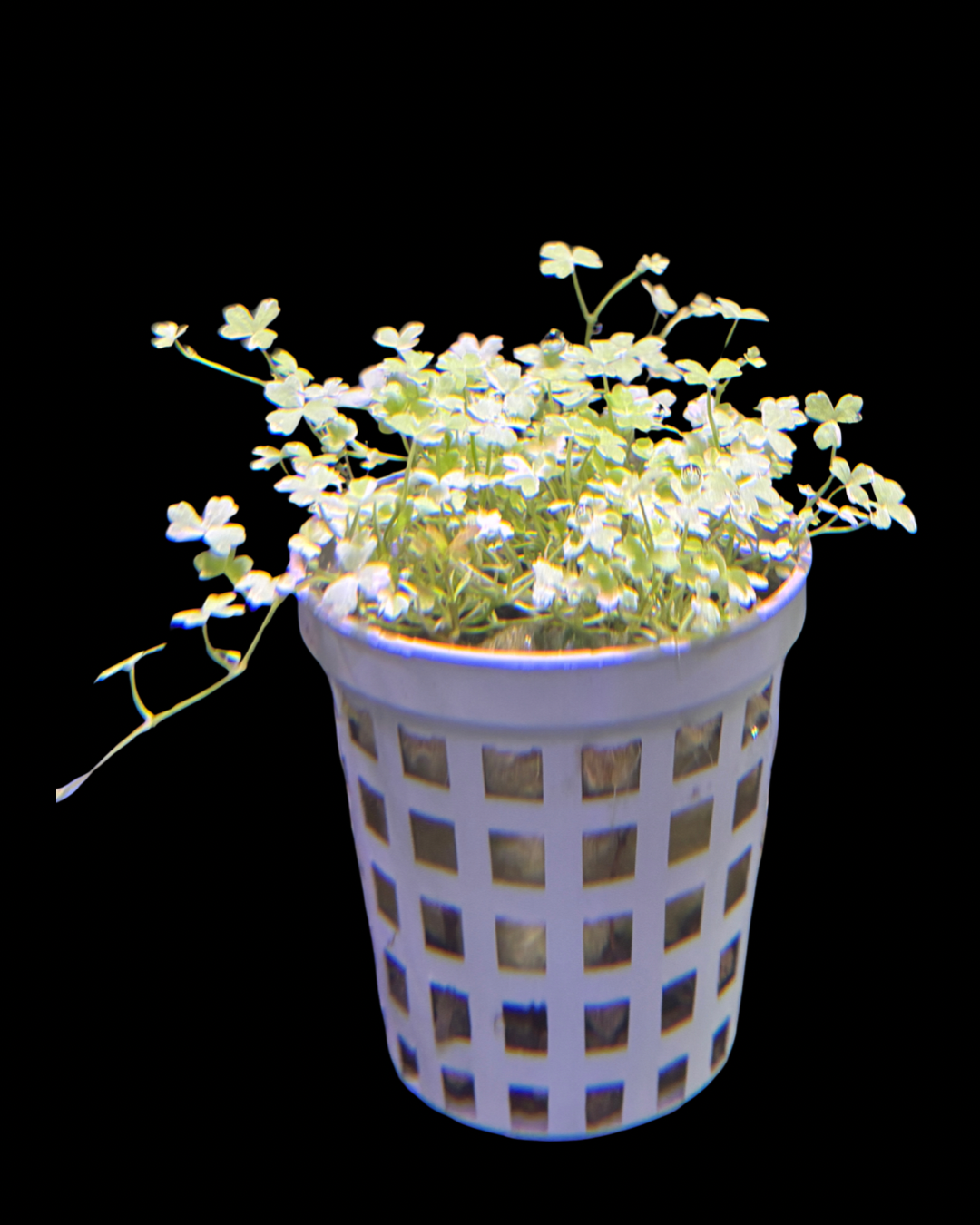 Hydrocotyle tripartita ‘Mini Variegated’ – NEW/ RARE