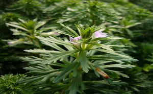 Limnophila aquatica