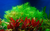 LCA LIverpool Creek Aquariums Limnophila aromatica "Green" aquarium plant