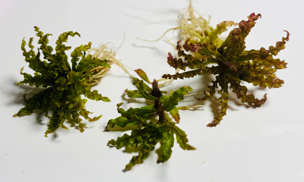 Liverpool Creek Aquariums 3 Pogo Helferi