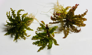 Liverpool Creek Aquariums 3 Pogo Helferi