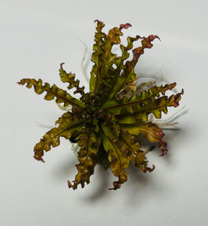 Pogostemon helferi - Stems