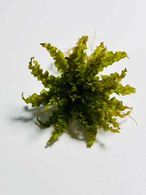 Liverpool Creek Aquariums Pogo Helferi