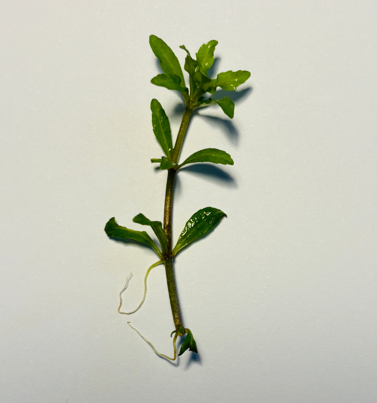 Pogostemon helferi - Stems