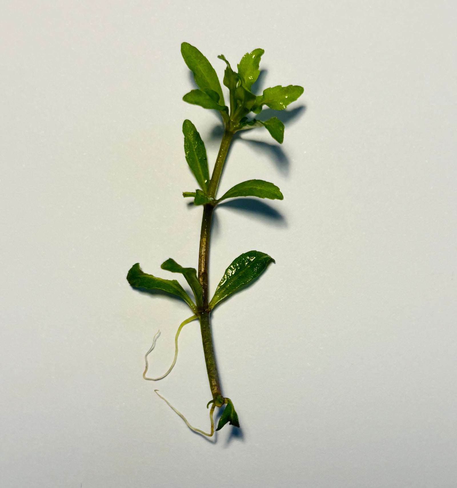 LCA Liverpool Creek Aquariums Pogostemon helferi aquarium plant