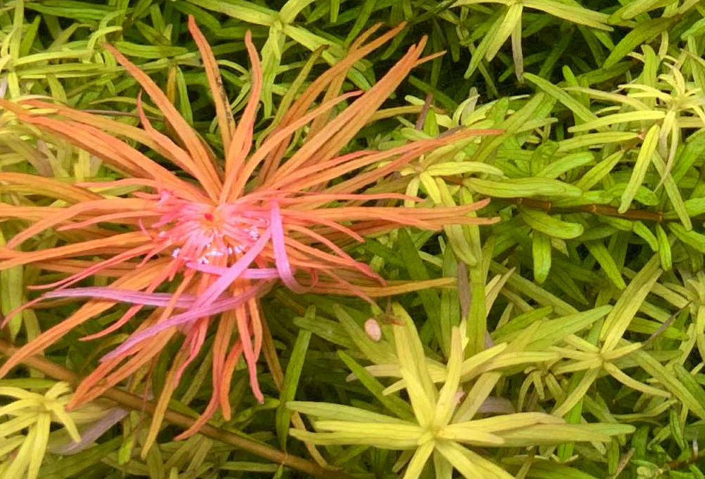 Close-up of a plant with pink and orange leaves on a green background