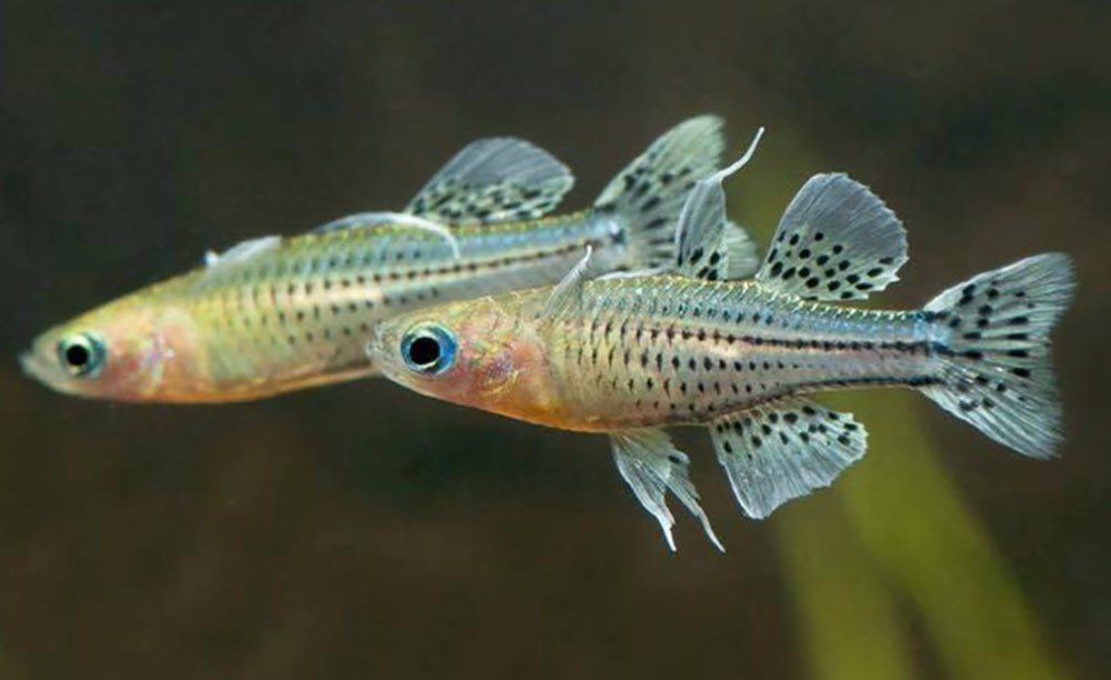 Australian Amano Shrimp - BUY 3 GET 1 FREE - Liverpool Creek Aquariums