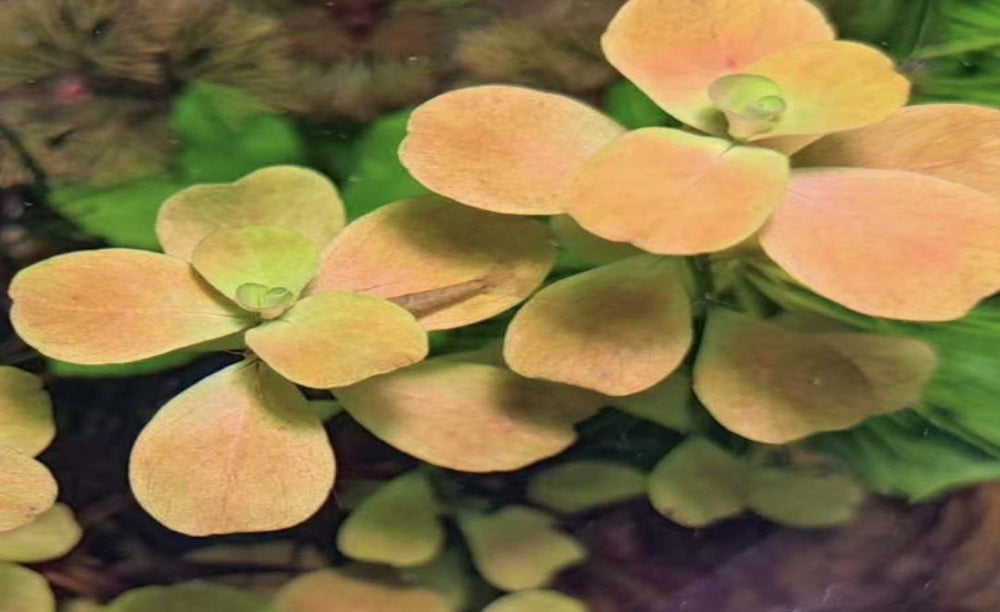 Ludwigia Mato Grosso NEW/RARE