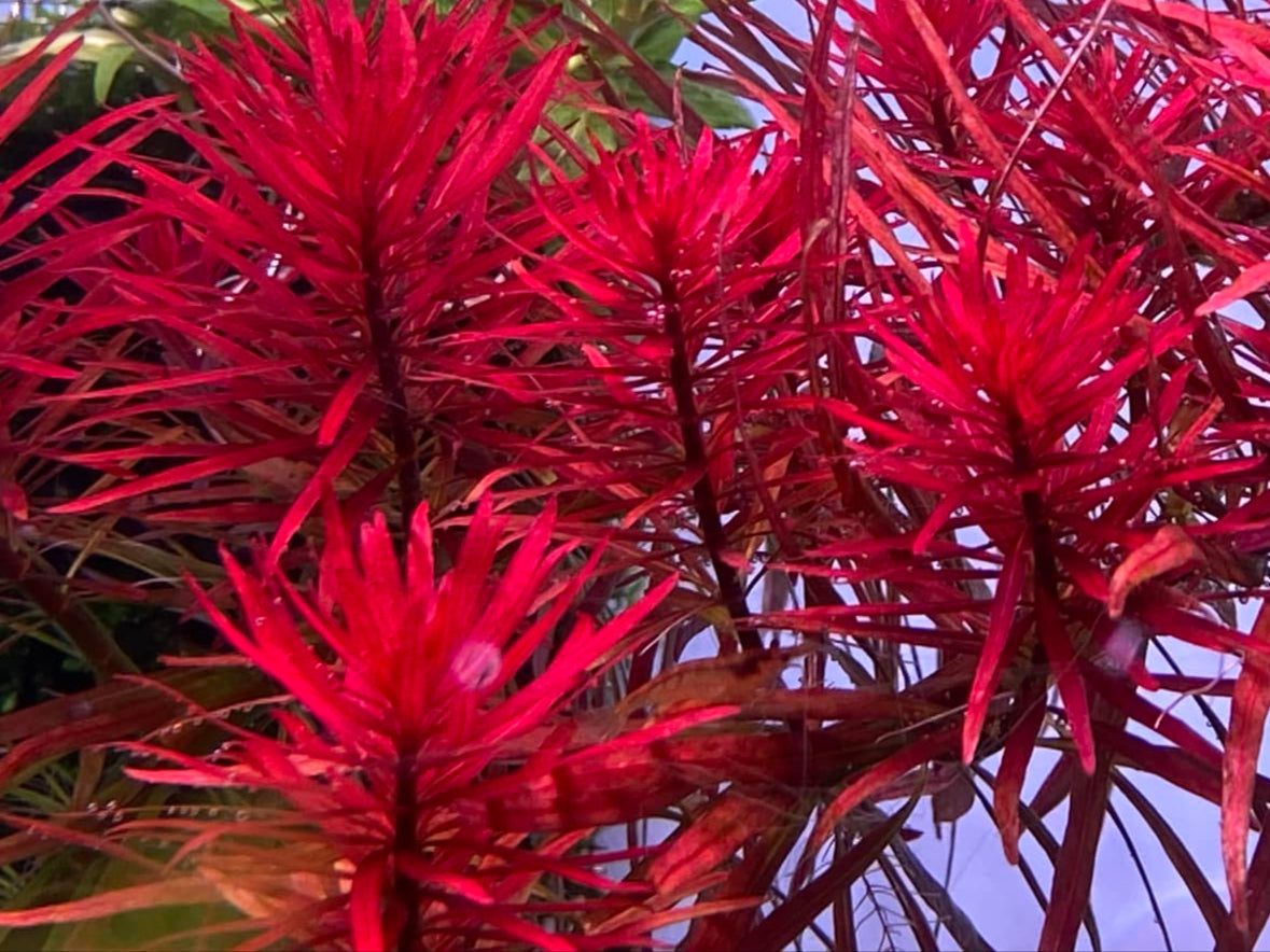 Ludwigia inclinata Meta( SUBMERSED GROWN) 4 STEMS