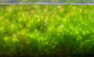 LCA Liverpool Creek Aquariums Maidenia rubra aquarium plant
