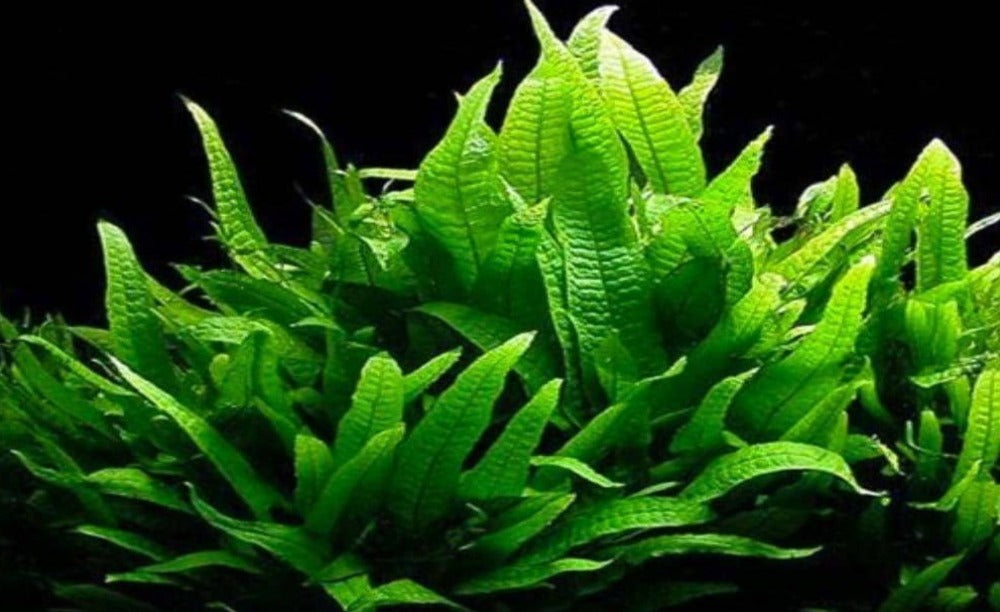 LCA Liverpool Creek Aquariums Microsorum pteropus  Java fern aquarium plant