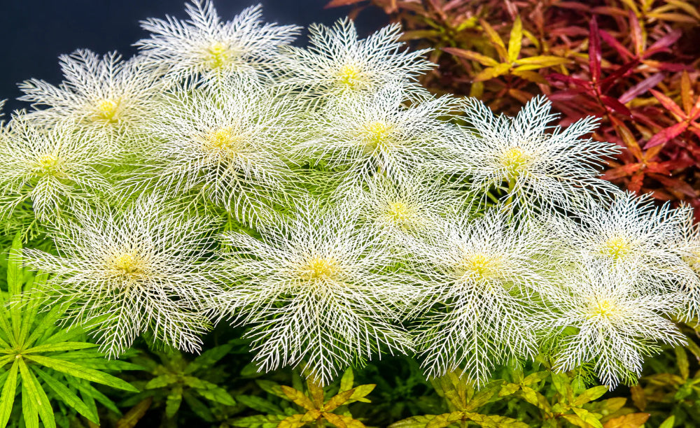 Myriophyllum mattogrossense 'Golden'  - RARE ( 3 STEMS)