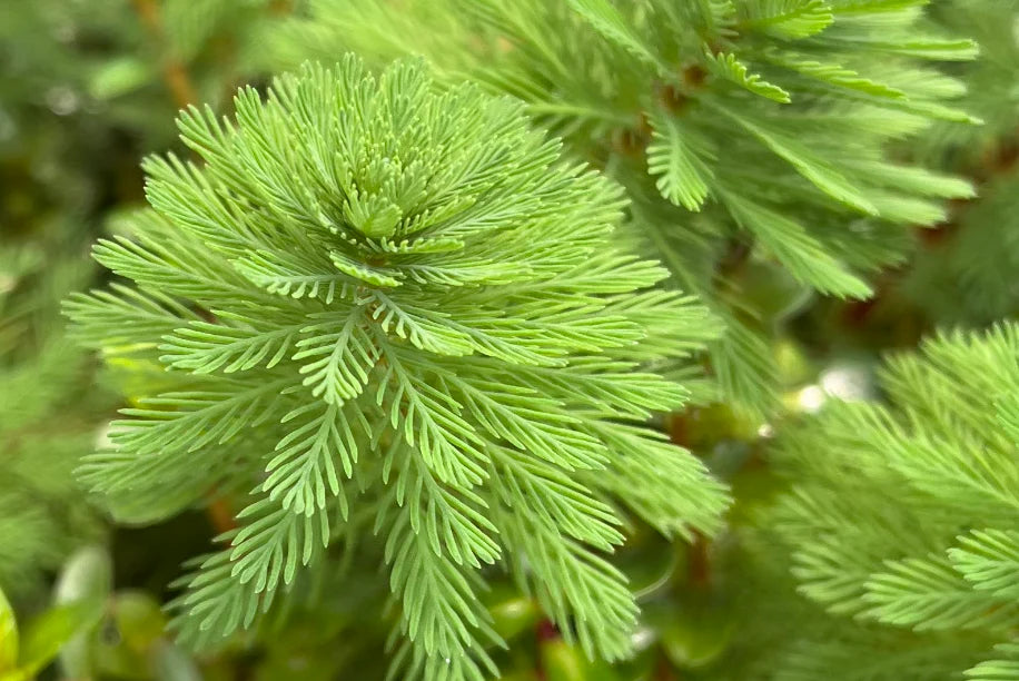 Myriophyllum sp. 'Roraima'