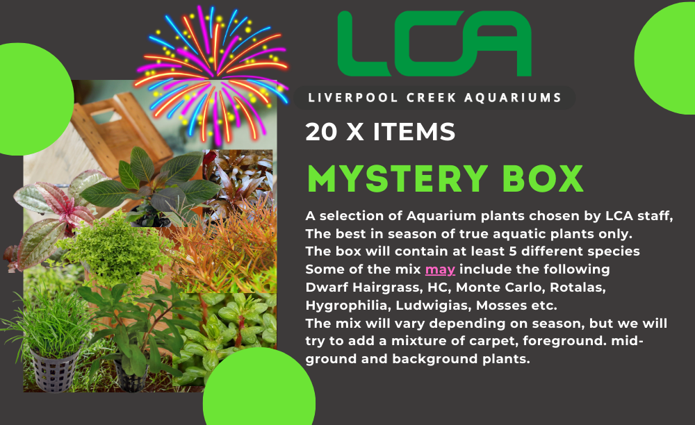 LCA Liverpool Creek Aquariums Mystery Box 20 items mixed aquarium plants