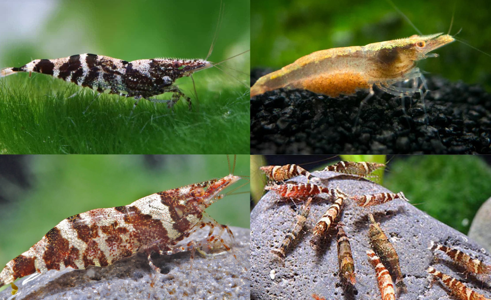LCA Liverpool Creek Aquariums Ninja/Chameleon Shrimp pack of 10 aquarium shrimp