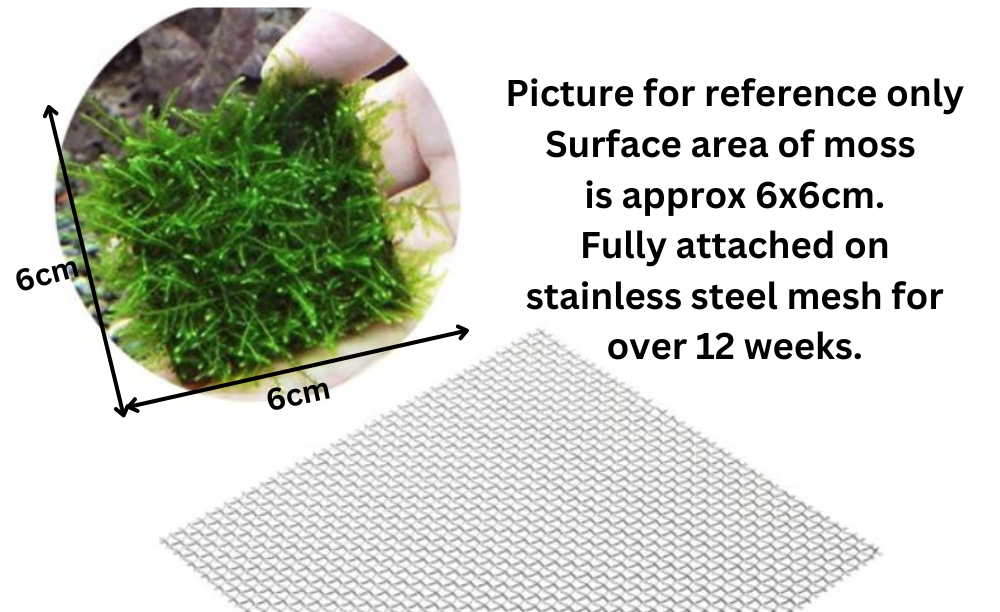 LCA Liverpool Creek Aquariums Taiwan Moss aquarium plant