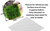 LCA Liverpool Creek Aquariums Taiwan Moss aquarium plant