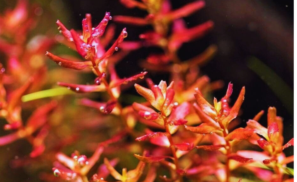 Rotala macranda "Butterfly"