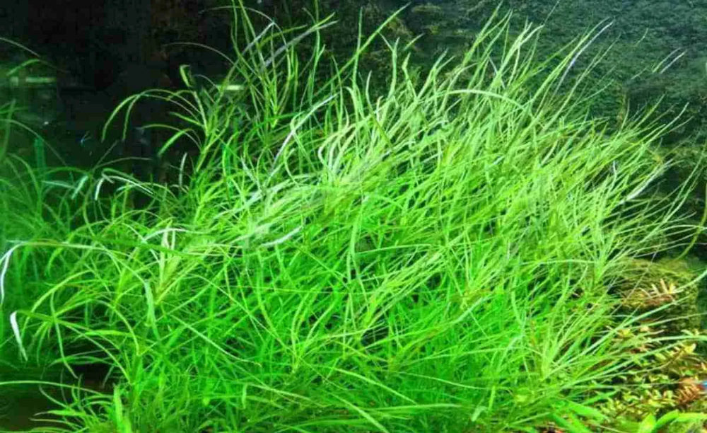 Pogostemon stellatus 'Octopus' NEW/RARE