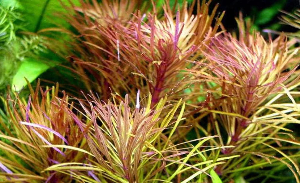 LCA Liverpool Creek Aquariums Pogostemon stellatus 'Narrow' aquarium plant