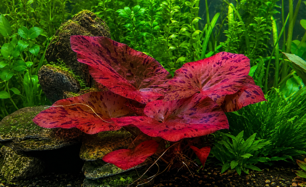 Red Tiger Lotus
