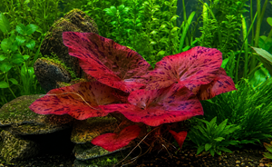 Red Tiger Lotus