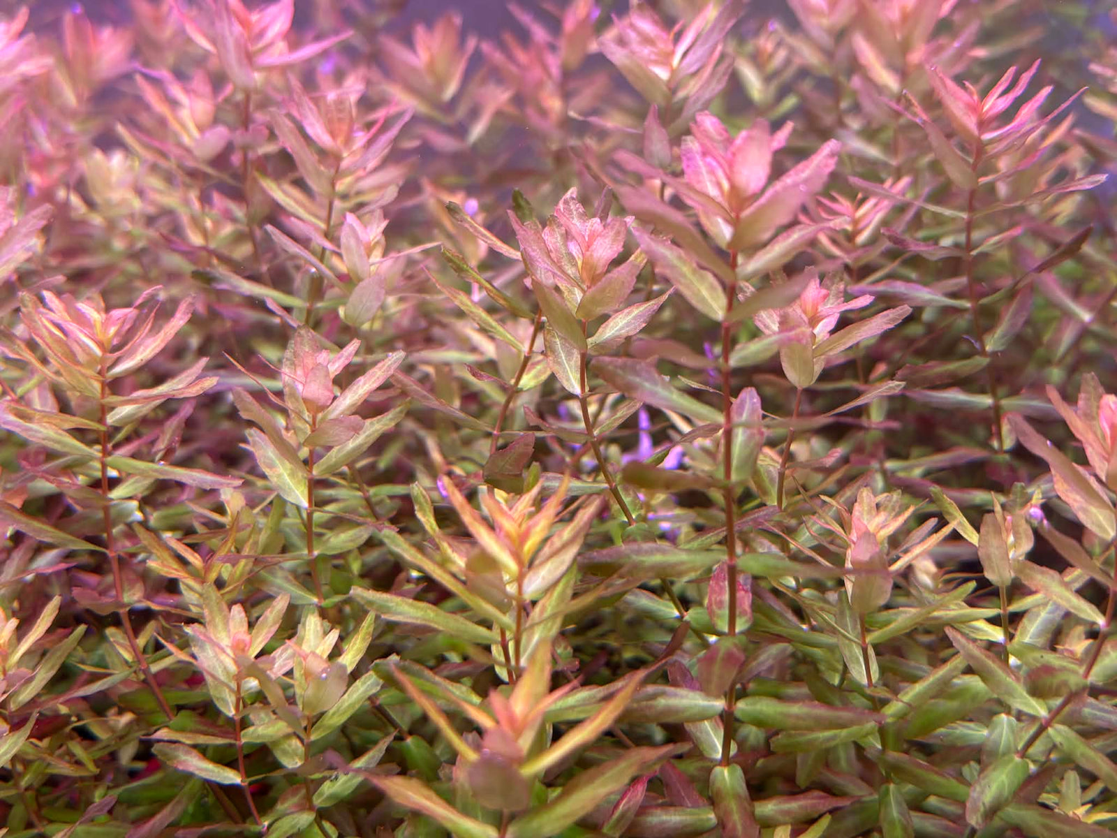 Rotala macranda 'Mini Gold' (NEW/ RARE) 6 Stems Submersed