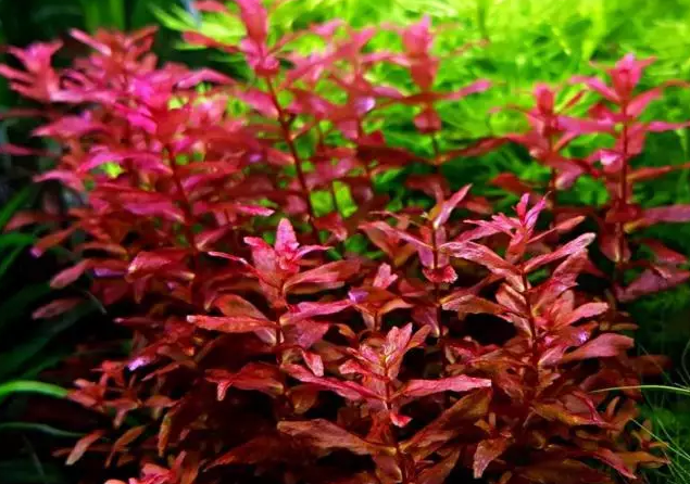Rotala macranda "Type 4" (NEW/ RARE) 6 Stems Submersed
