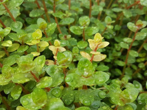 LCA Liverpool Creek Aquariums Rotala sp Colorata aquarium plant