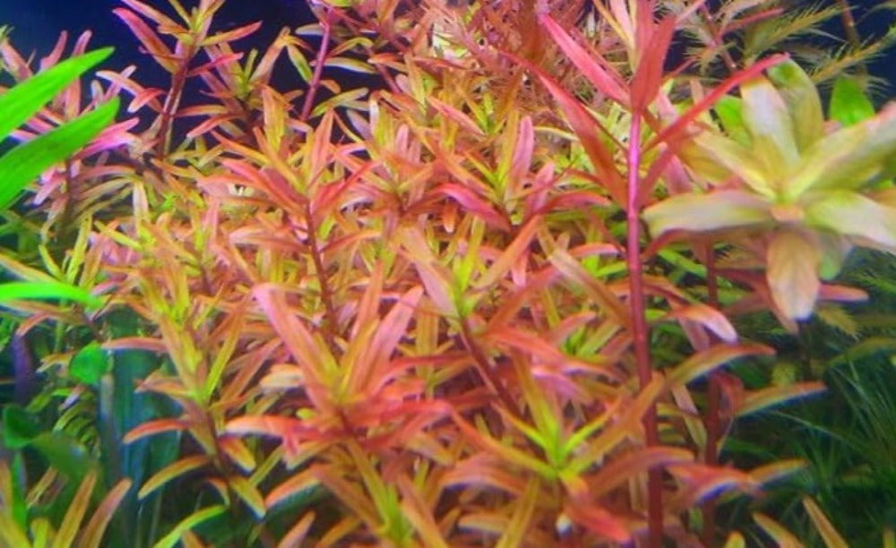 LCA Liverpool Creek Aquariums Rotala sp "H'ra" aquarium plant