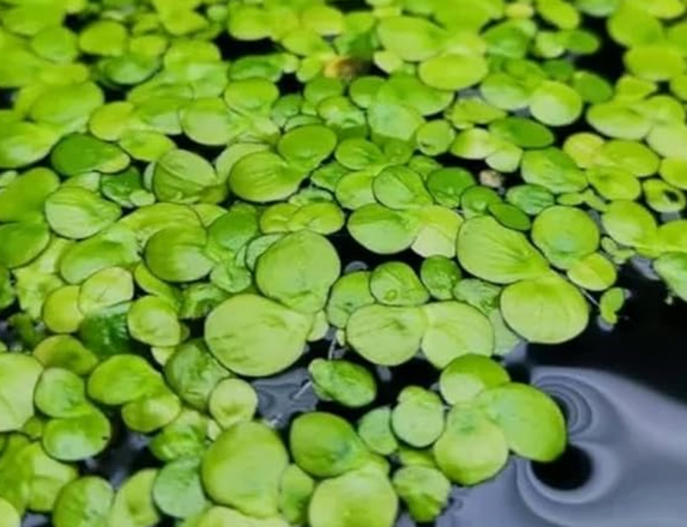 Liverpool Creek Spirodela polyrhiza ‘Giant Duckweed' aquarium plant