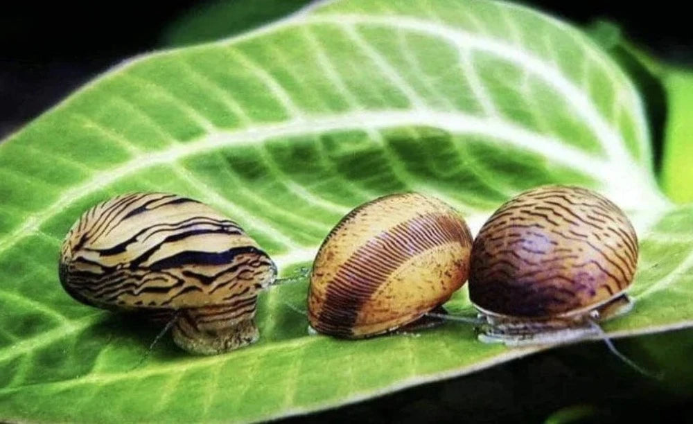 Nerite Snails ( BUY 3 GET 1 FREE )