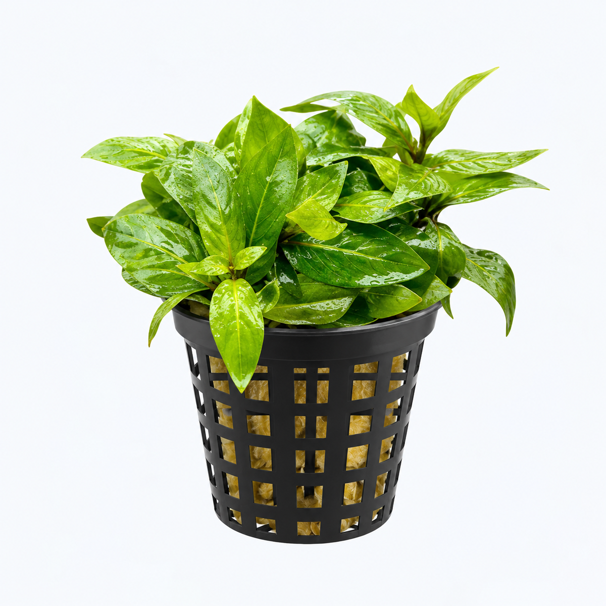 Staurogyne repens *POT*