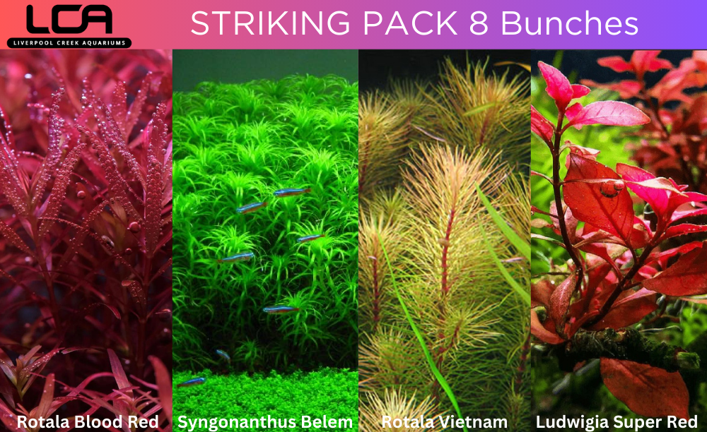 Striking Plant Pack 8 Bunches