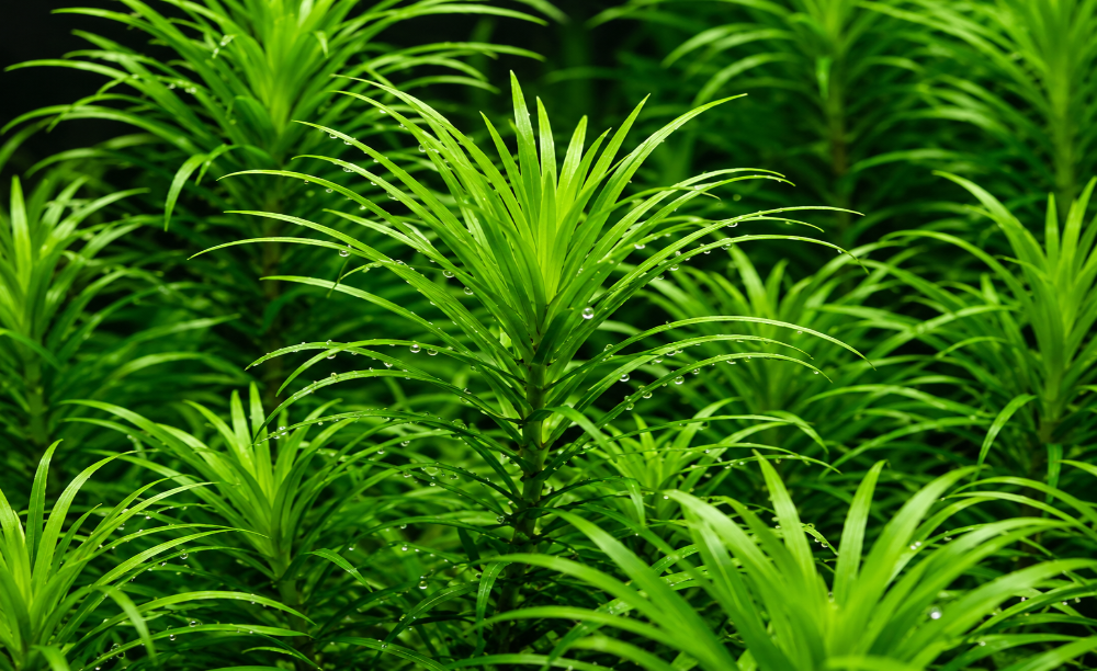 Syngonanthus macrocaulon 'Manaus' RARE