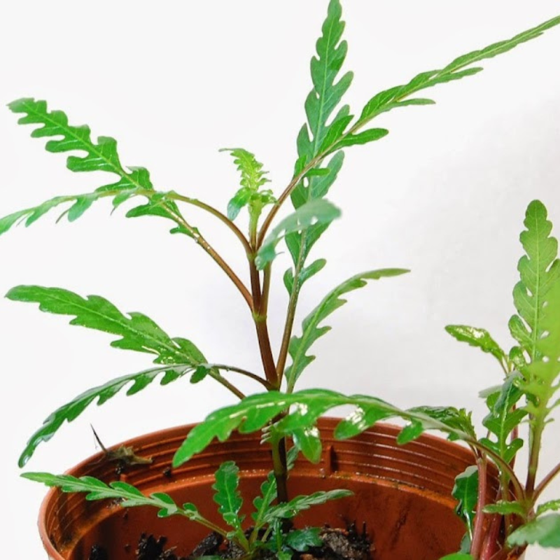 LCA Liverpool Creek Aquariums Hygrophila pinnadifiata aquarium plant