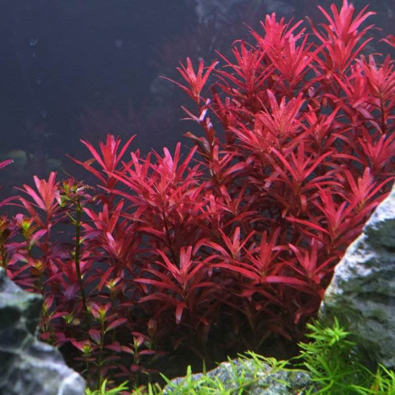 LCA Liverpool Creek Aquariums Rotala "Blood Red" aquarium plant